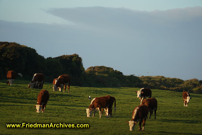 cows,herd,beef,eating,grazing,grass,sunset,sunrise,orange,hill,